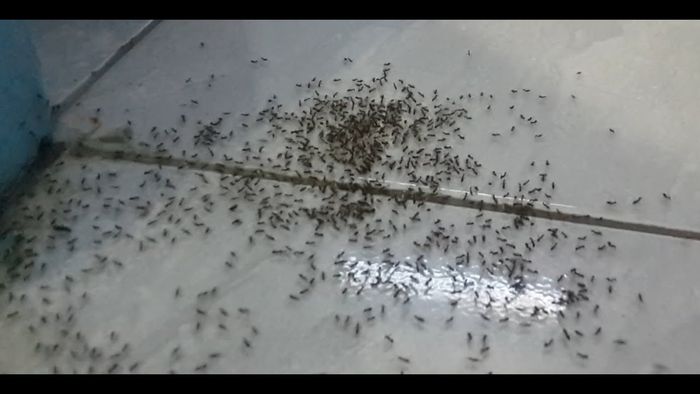 6 Penyebab Semut Muncul di Dapur, Salah Satunya Musim yang Hangat